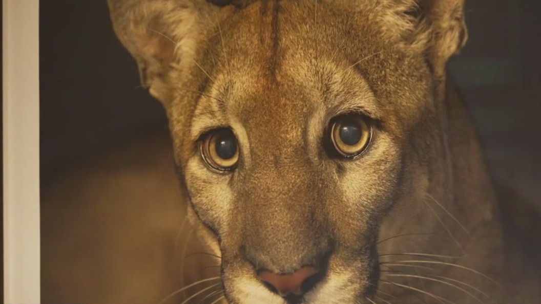 Nat Geo photographer brings exhibit to Ybor City